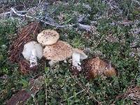 Amanita pantherinoides image