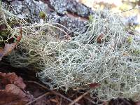 Usnea ceratina image