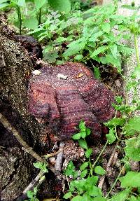 Ganoderma sessile image