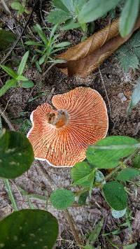 Lactarius salmoneus image