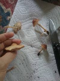 Marasmius oreades image