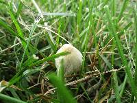Conocybe apala image