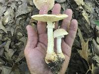 Amanita daucipes image