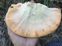 Laetiporus gilbertsonii var. pallidus image