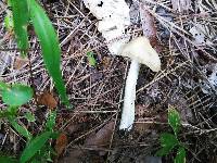 Marasmius nigrodiscus image