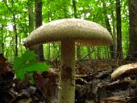 Amanita dolichopus image