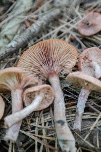 Lactarius rimosellus image