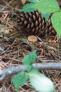 Lactarius rimosellus image