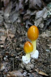 Amanita banningiana image