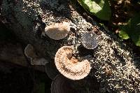 Trametes lactinea image