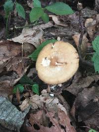 Agrocybe acericola image