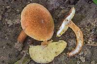 Gyroporus castaneus image