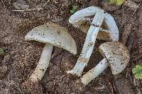 Agaricus rhoadsii image