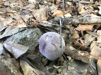 Tylopilus williamsii image