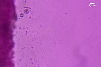 Resupinatus alboniger image