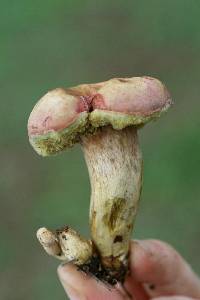 Boletus patrioticus image