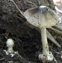 Amanita brunnescens image
