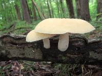 Pleurotus dryinus image