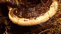 Fomitopsis mounceae image