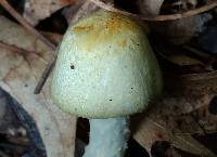 Agaricus auricolor image