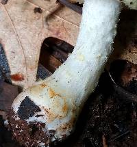 Agaricus auricolor image