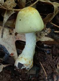 Agaricus auricolor image