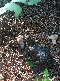 Boletus subcaerulescens image