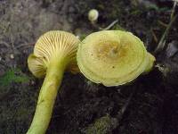 Cantharellus appalachiensis image