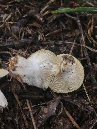 Russula farinipes image