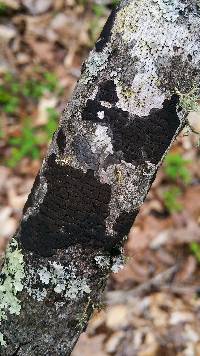 Diatrype stigma image