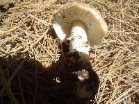 Amanita ameripanthera image