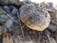 Amanita ameripanthera image