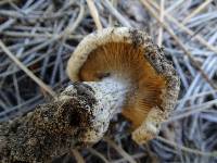 Cantharocybe gruberi image