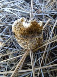 Cantharocybe gruberi image