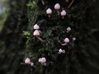 Mycena corticola image