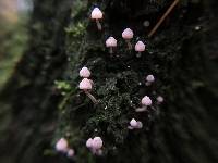 Mycena corticola image