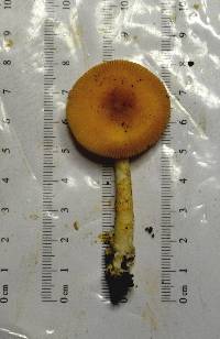 Amanita americrocea image