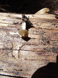 Inocybe fuscidula image