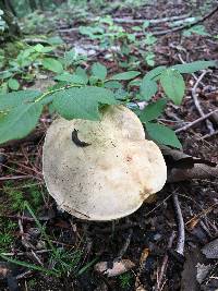 Retiboletus griseus image