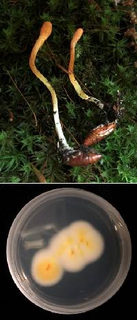 Cordyceps militaris image