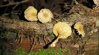 Chrysomphalina strombodes image