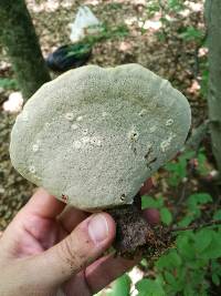 Ganoderma lucidum image