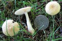 Amanita minutula image