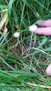 Panaeolus cinctulus image