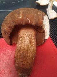 Boletus durhamensis image