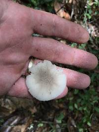 Amanita farinosa image