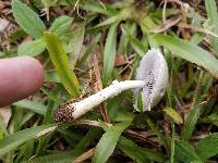 Stropharia melanosperma image