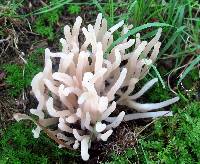 Clavaria fumosa image