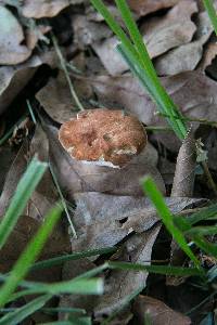 Gyroporus castaneus image