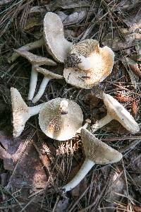 Lactarius subvernalis image